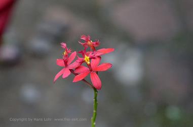 Thekkady, Abrahams Spice Garden, Kreuzorchidee_DSC7207_H600